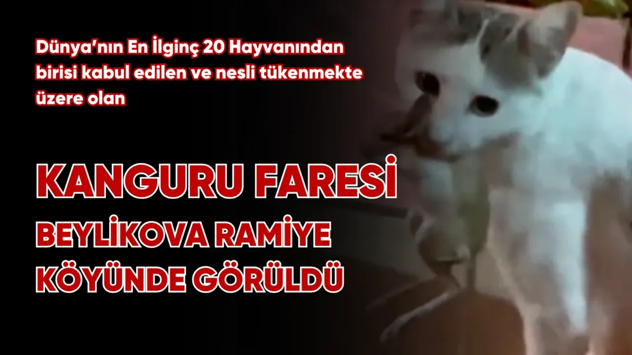 Beylikova'da Nesli Tükenmekte Olan Kanguru Faresi Yakalandı